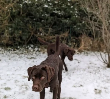 Aggressionsvermeidung Large