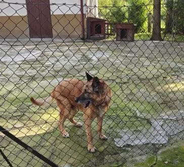 Hunde mit History Large