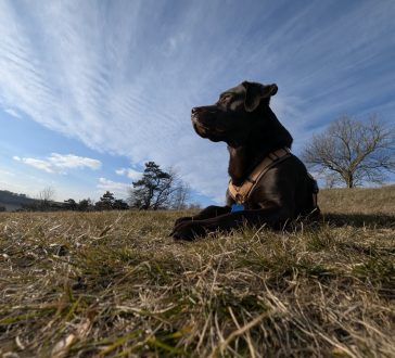 Online-Beratung Large