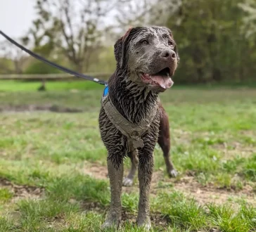 Verhaltensberatung Large